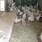 ارانب للبيع