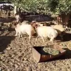 ( تم البيع ) خرفان جذعان مقفلات
