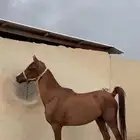 حصان عربي شعبي