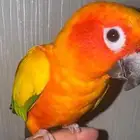 صن كنيور أليف ولعوب ويرقص جنحانه كامله
