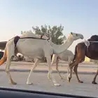 خلفه وضحاء تحتها قعود