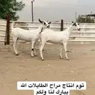 جفار بيشيات صنف الصنف