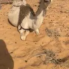 خلفه شقحاء بكر