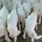 البيع بهم