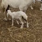 نعجه متبوعه