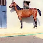 فرس شعبيه نجران