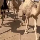 بعير اشقح منتج اكبر بنتاته حقه انتاجه موجود ومعه