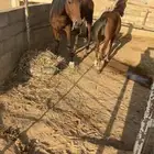 فرس تحتها مهره