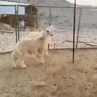 طليان حريه