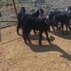 تيوس عوارض وطليان حري