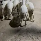 للبيع سواكن
