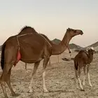 خلفه جرم وديس منيحه