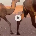 مفرودة كفو صفراء
