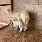 ثنيه متوم