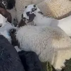 تيوس لبانيه تحت أمهاتها جنوبيه شرط