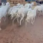 للبيع شياه حريات