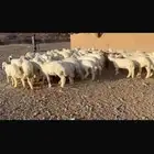 طليان العدد 50 راس مراح