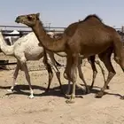بكره حمراء مقنى