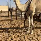 خلفه شقحا كفو هديه ماتحرك وحليبها سكر تحتها قعود ثانيها