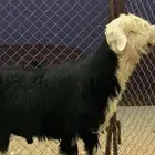 فحل نجدي