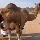 خلفه البيع طيبه