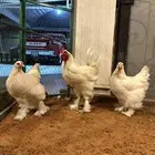 براهما ابيض صك