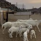 ضان ولد (( تم البيع ))