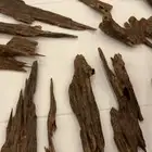 عود هندي تريبورا ( عرض مايتفوت )