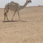 للبيع بكر رمانيه