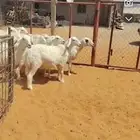 للبيع غنم