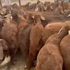 طليان سواكني 100 راس حمري