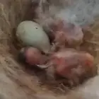 كناري زوج معهم فرخين