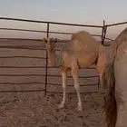 للبيع عشرا