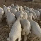 طليان ذبايح