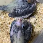 فرخين كروان الموقع القريات ((تم البيع))