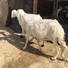 شاه حليب شاه دافع ان شاء الله