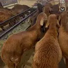 ذبائح الهجرة