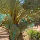 تمر للبيع قرية بداء التابعه لمحافظة الوجه