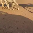 بكره حيسونيه فرديه جميع امورها شروط