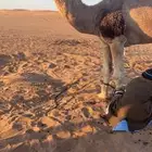 عرض بعير رماني ولد بعير ابن مجيهير الشيباني امه طيبه