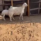 للبيع متابيع كفووو طيبات مقاني
