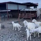 ضان متابيع