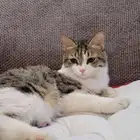 قطط للتبني