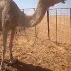 ناقه هجن للبيع