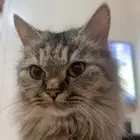 3 قطط للتبني معها كرت التطعيمات نوعها شيرازيه
