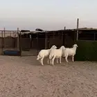 خرفان حريه