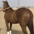 حصان مهجن