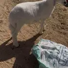 ذبيحتك إلى باب بيتك