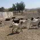 تيوس