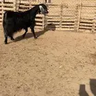 عنز مصريه ب عارضي جبار ناهي